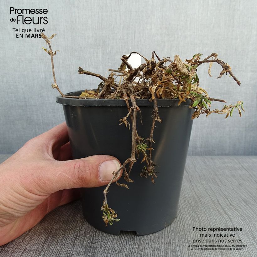 Saponaria ocymoides - Saponaire de Montpellier Pot de 2L/3L esemplare consegnato in inverno