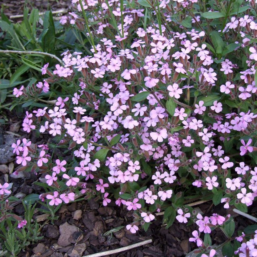 Saponaria ocymoides - Saponaria rossa (Fioritura)