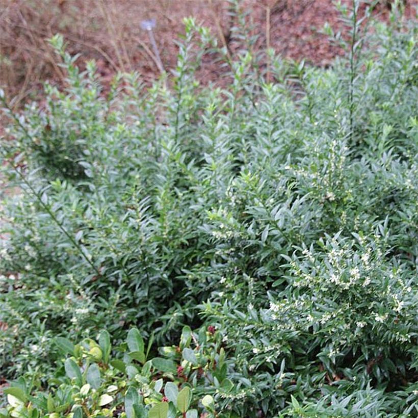 Sarcococca ruscifolia Dragon's gate (Fogliame)