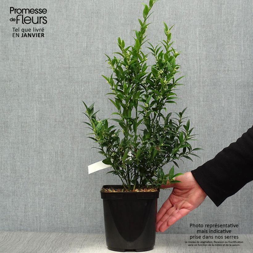 Sarcococca Dragon's gate Pot de 3L/4L esemplare consegnato in inverno