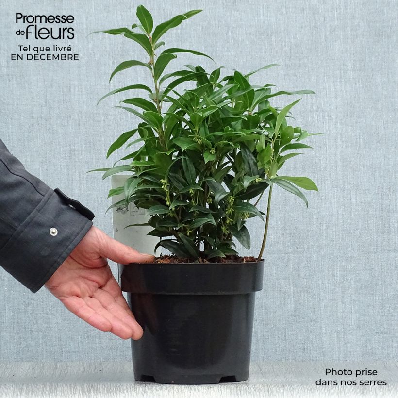 Sarcococca Winter Gem en pot de 2/3L esemplare consegnato in inverno