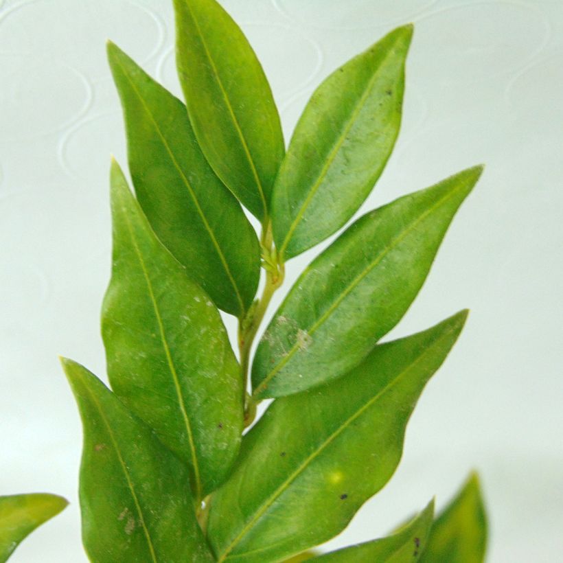 Sarcococca confusa (Fogliame)