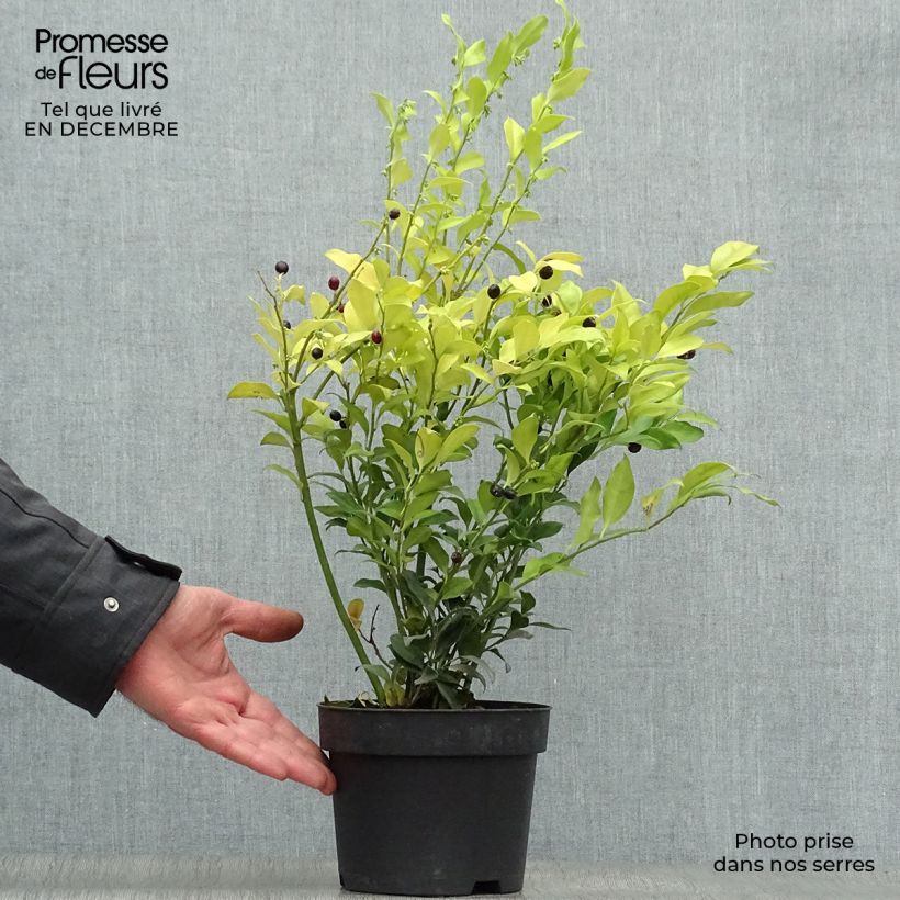 Sarcococca confusa Pot de 2L/3L esemplare consegnato in inverno