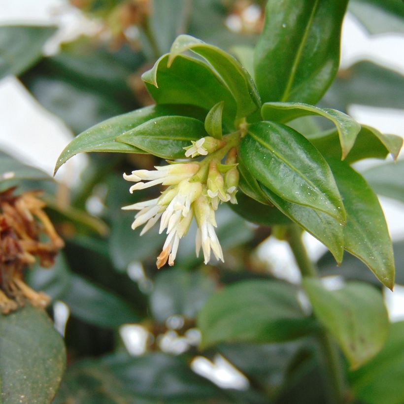 Sarcococca hookeriana (Fioritura)