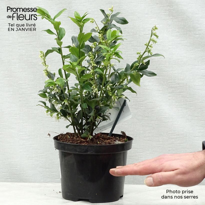 Sarcococca hookeriana Pot de 1L/1,5L esemplare consegnato in inverno