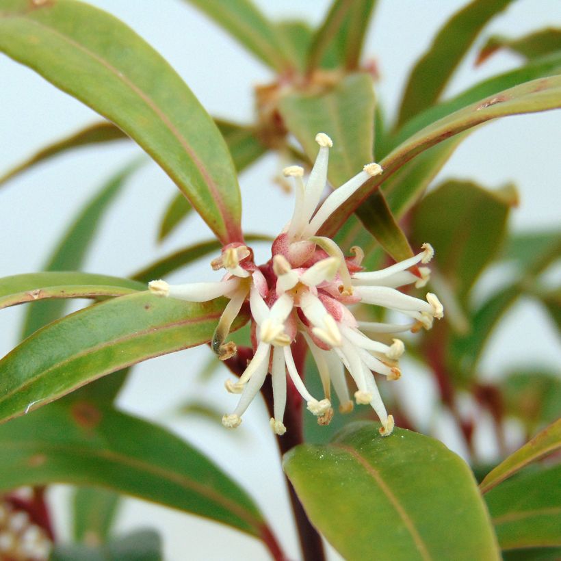 Sarcococca hookeriana var. digyna (Fioritura)