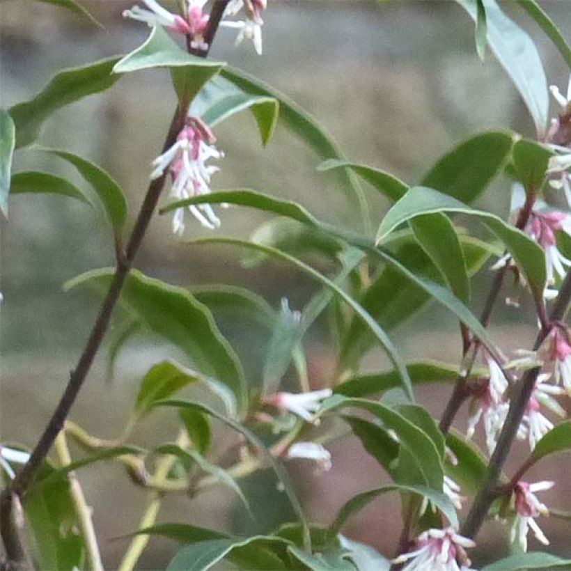 Sarcococca hookeriana var. digyna Purple Stem (Fogliame)