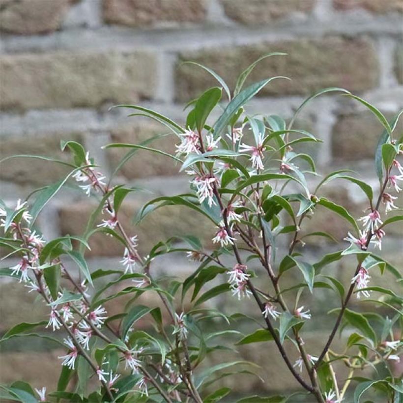 Sarcococca hookeriana var. digyna Purple Stem (Fioritura)