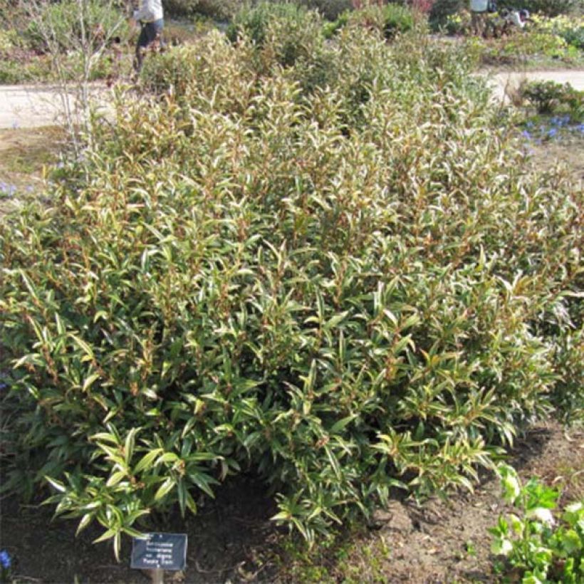 Sarcococca hookeriana var. digyna Purple Stem (Porto)