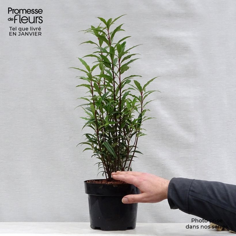 Sarcococca hookeriana Purple Stem en pot de 2/3L esemplare consegnato in inverno