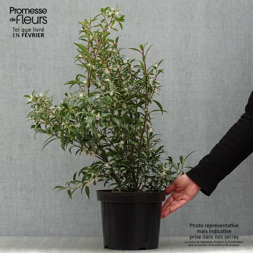 Sarcococca hookeriana Purple Stem en pot de 7,5l/10l esemplare consegnato in inverno