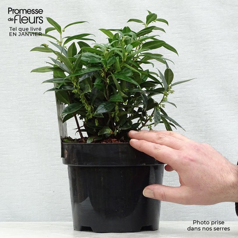 Sarcococca hookeriana humilis - Pot de 2L/3L esemplare consegnato in inverno