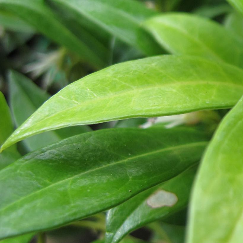 Sarcococca hookeriana var. humilis (Fogliame)