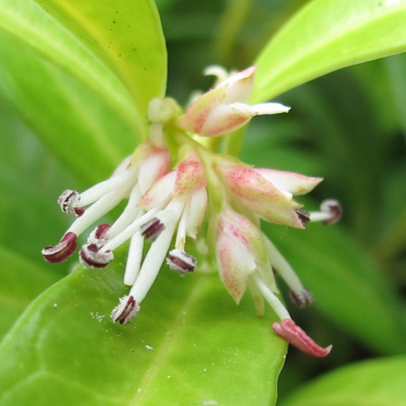 Sarcococca hookeriana var. humilis (Fioritura)