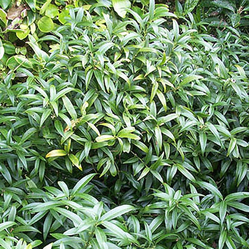 Sarcococca hookeriana var. humilis (Porto)