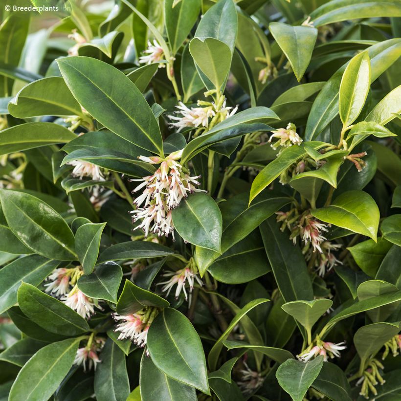 Sarcococca hookeriana var. humilis Fragrant Mountain (Fogliame)