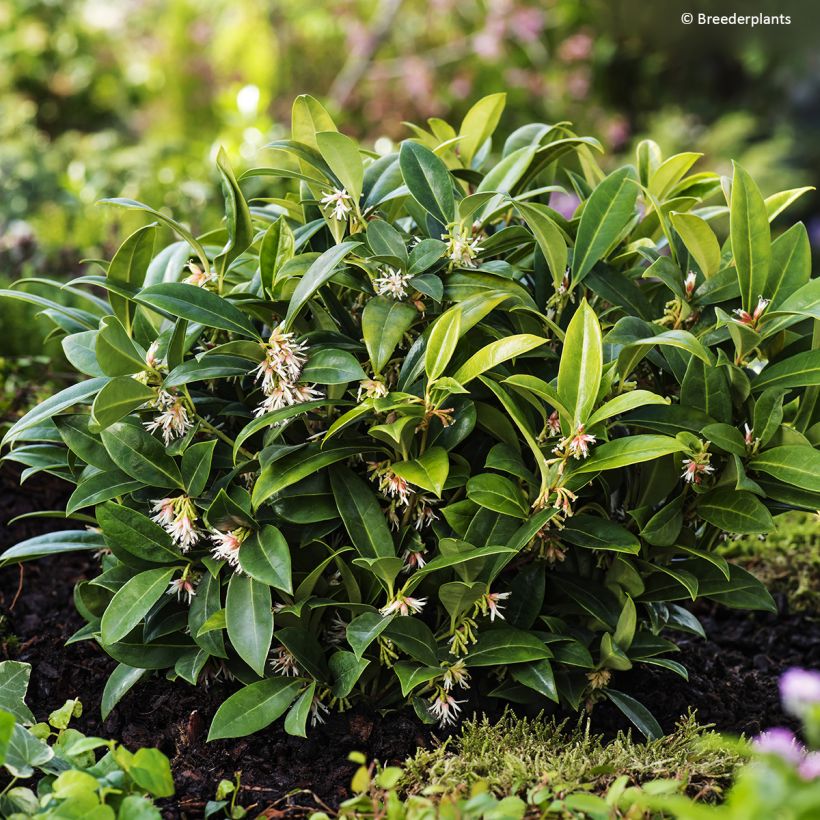 Sarcococca hookeriana var. humilis Fragrant Mountain (Porto)