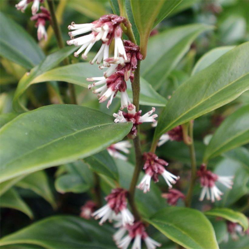 Sarcococca orientalis (Fogliame)