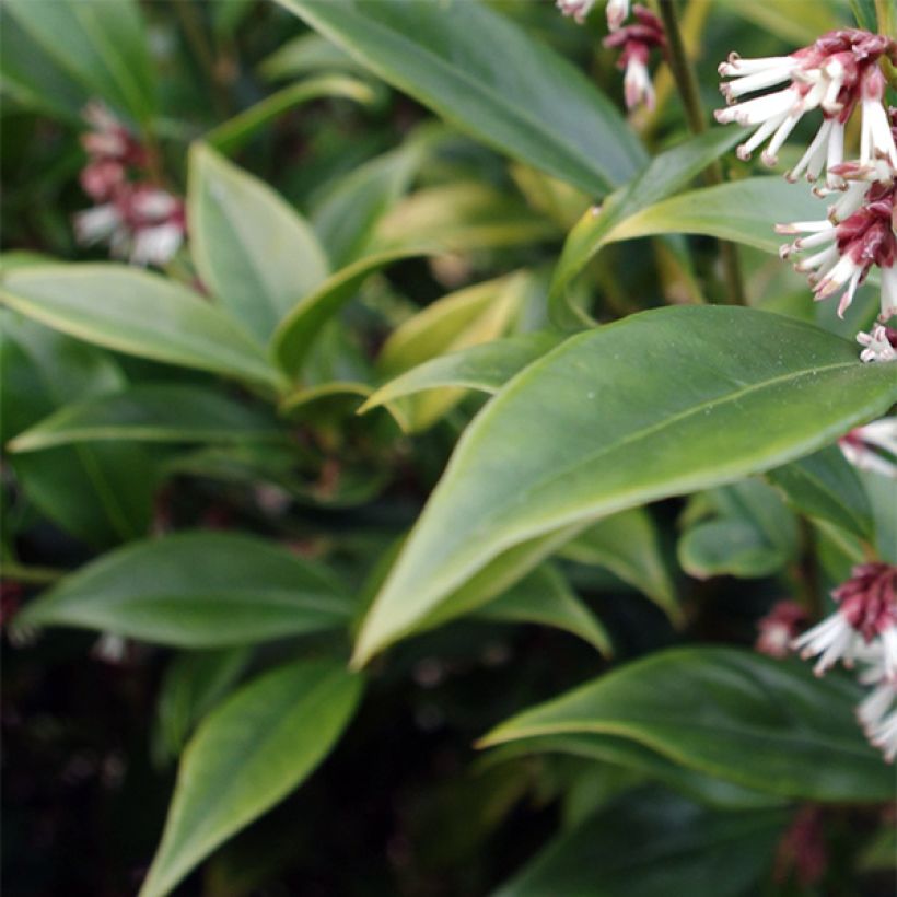 Sarcococca orientalis (Fioritura)