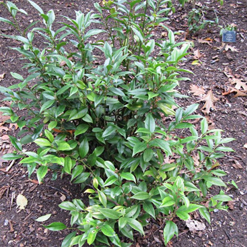 Sarcococca orientalis (Porto)