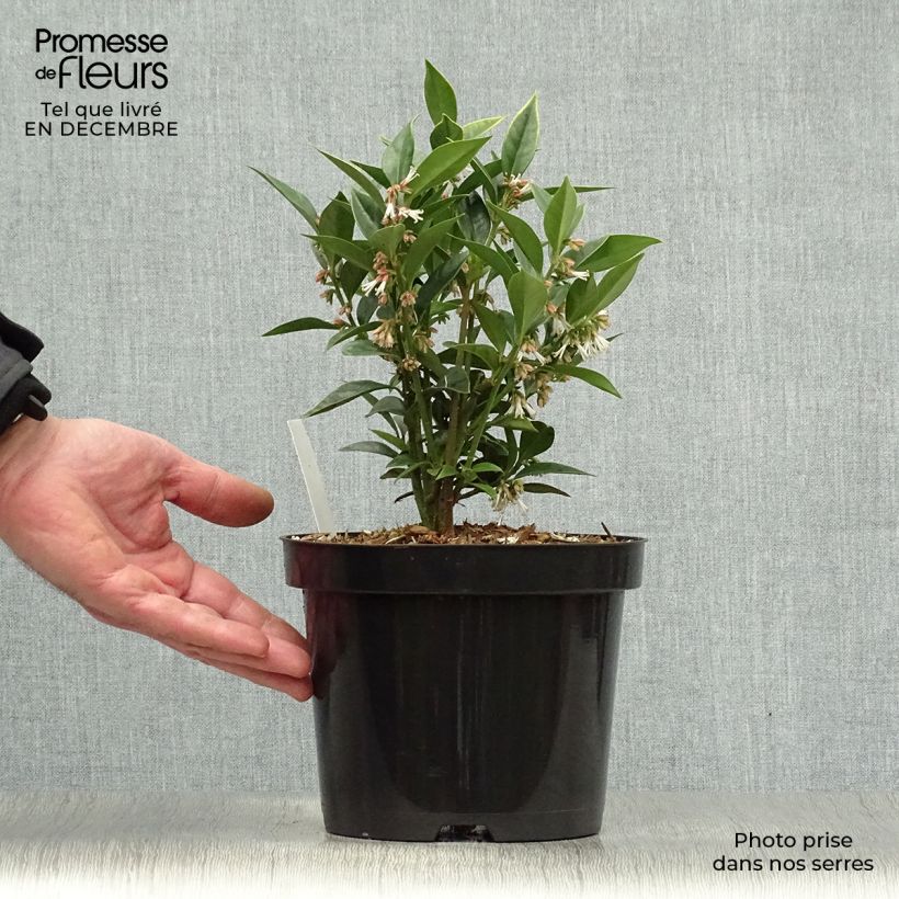 Sarcococca orientalis - Sarcocoque d'Orient Pot de 2L/3L esemplare consegnato in inverno