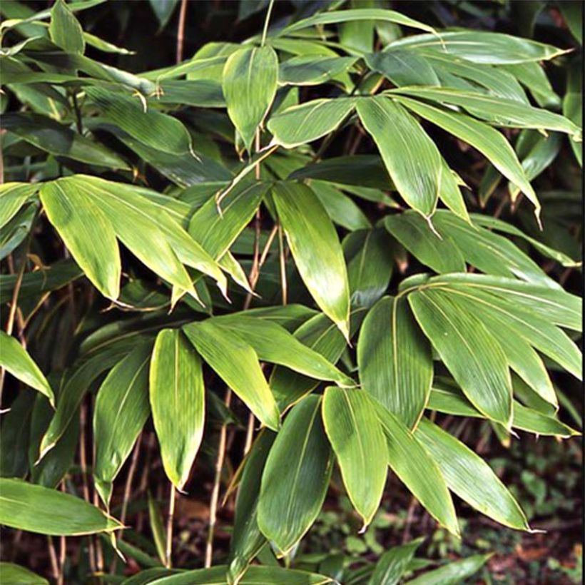 Sasa palmata Nebulosa (Fogliame)