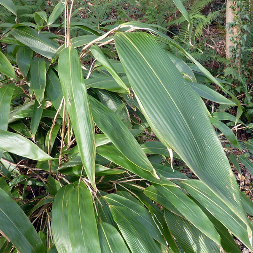 Sasa tessellata (Fogliame)