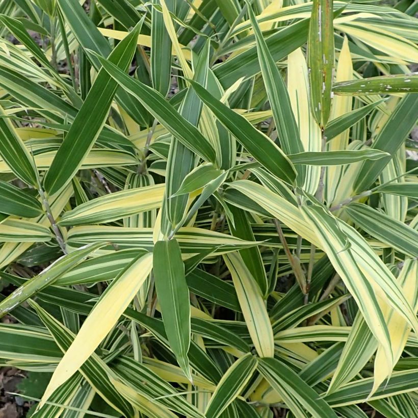 Sasaella masamuneana Albostriata (Fogliame)