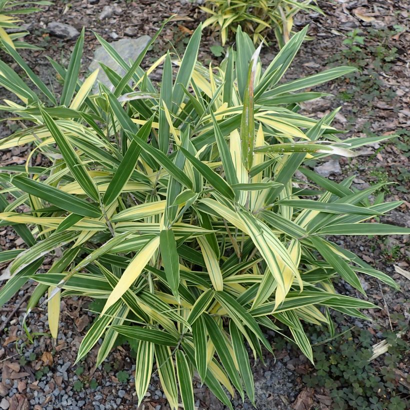 Sasaella masamuneana Albostriata (Porto)