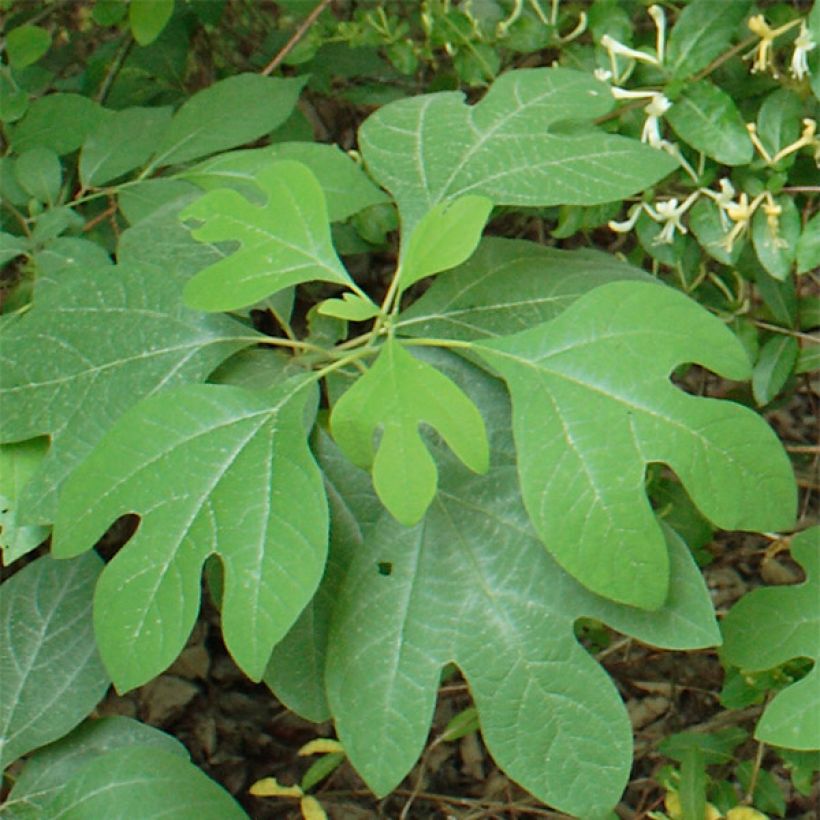 Sassafras albidum - Sassofrasso (Fogliame)