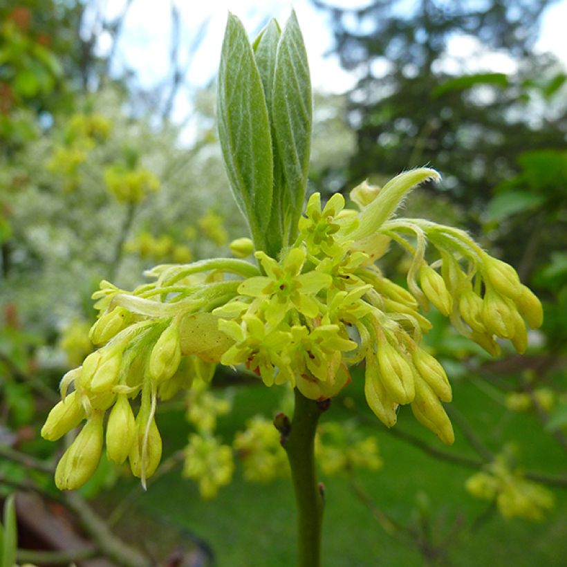 Sassafras albidum - Sassofrasso (Fioritura)