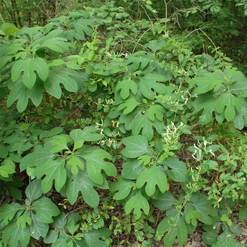 Sassafras albidum - Sassofrasso (Porto)