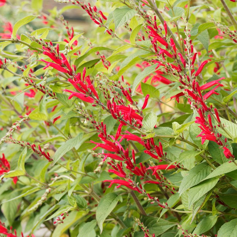 Salvia elegans Ananas - Salvia ananas (Fioritura)