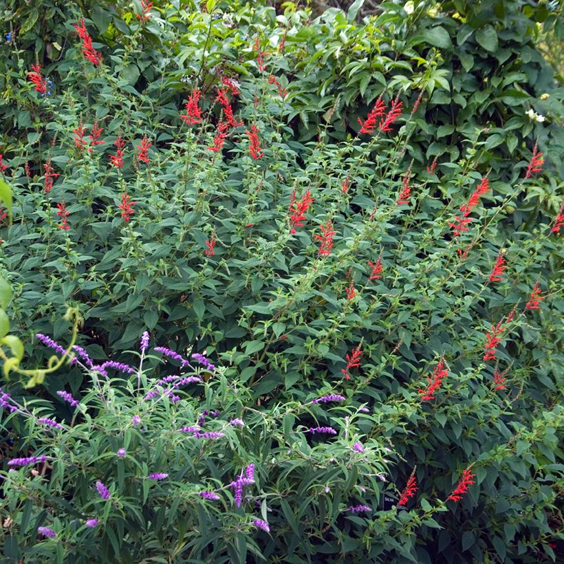 Salvia elegans Ananas - Salvia ananas (Porto)