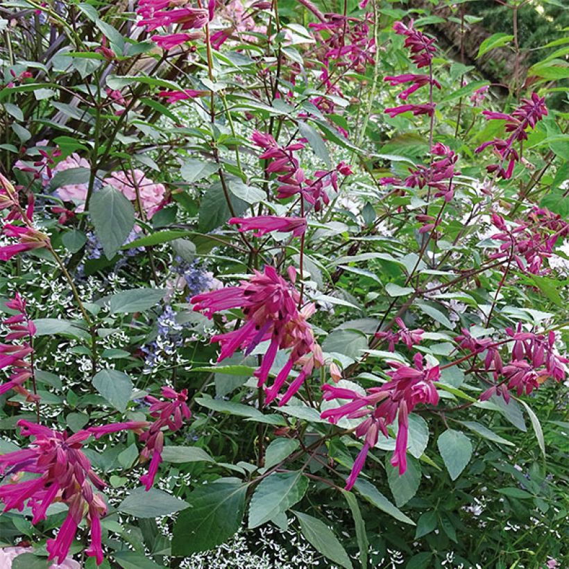 Salvia buchananii Love and Wishes (Porto)