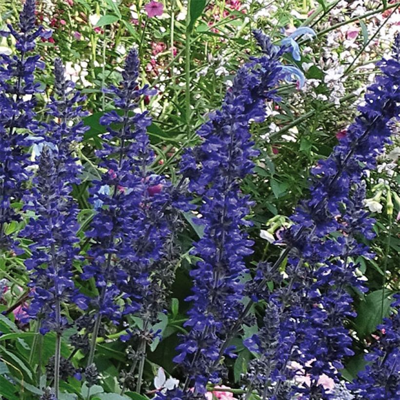 Salvia Big Blue - Salvia arbustiva (Fioritura)