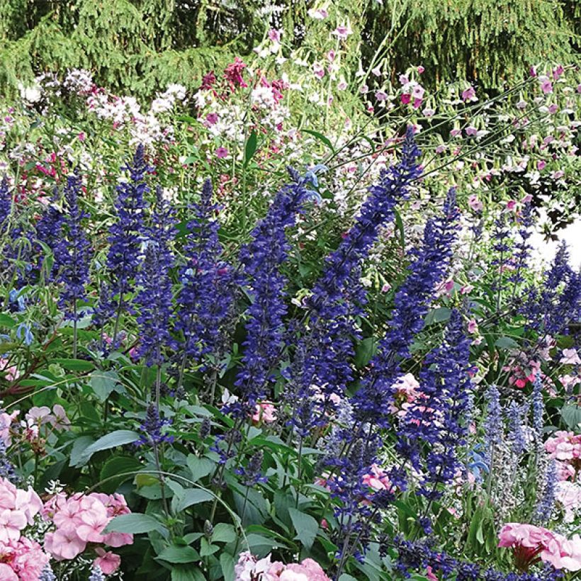 Salvia Big Blue - Salvia arbustiva (Porto)