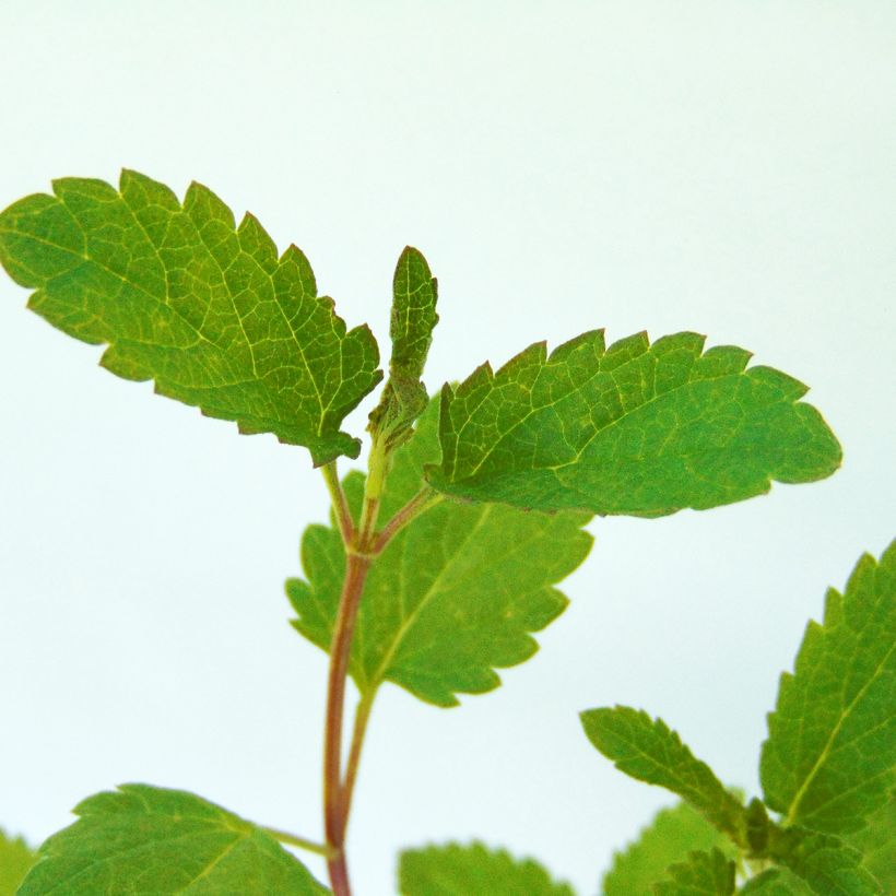 Salvia uliginosa - Salvia delle paludi (Fogliame)