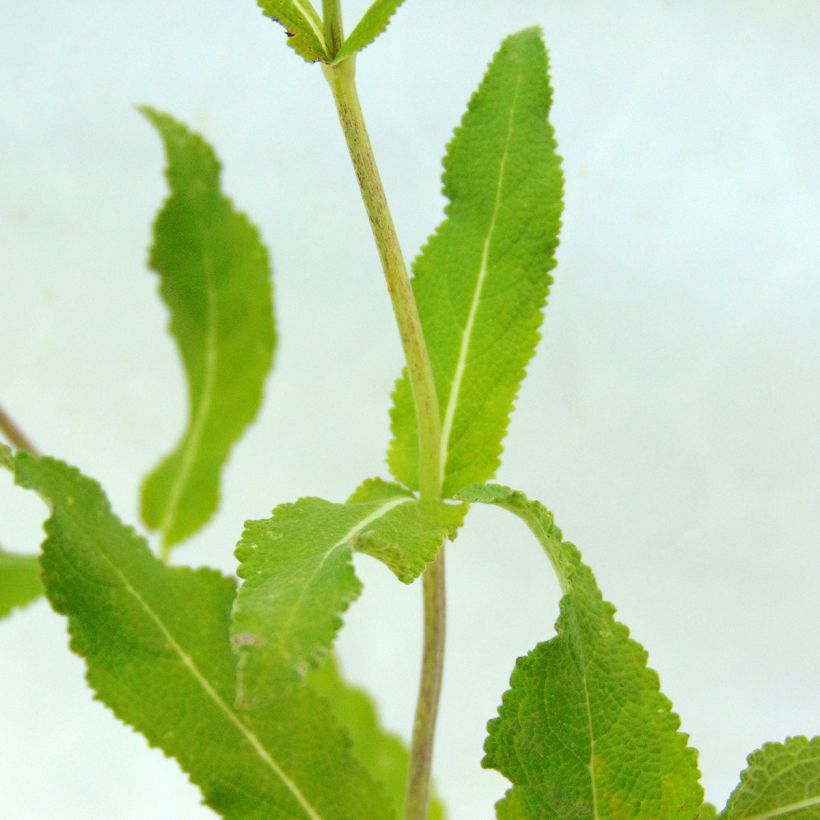 Salvia nemorosa Amethyst (Fogliame)