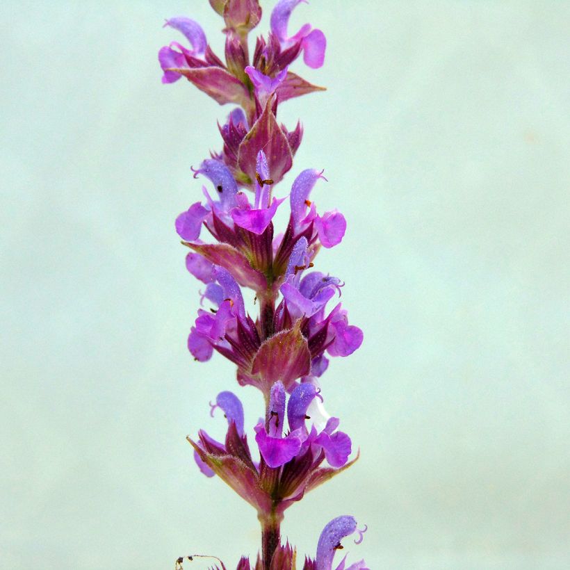 Salvia nemorosa Amethyst (Fioritura)