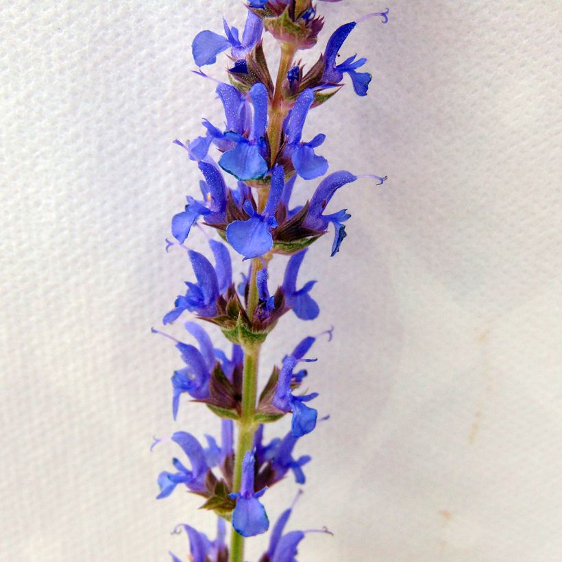 Salvia nemorosa Blauhügel (Fioritura)