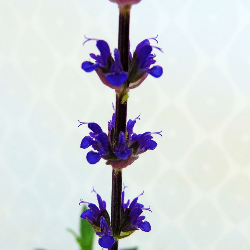 Salvia nemorosa Caradonna (Fioritura)