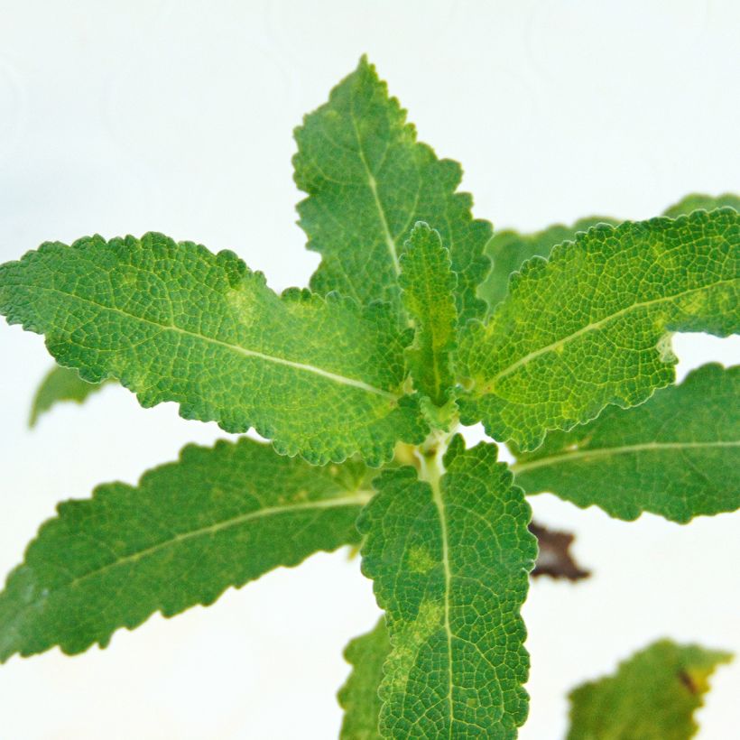 Salvia nemorosa Schwellenburg (Fogliame)