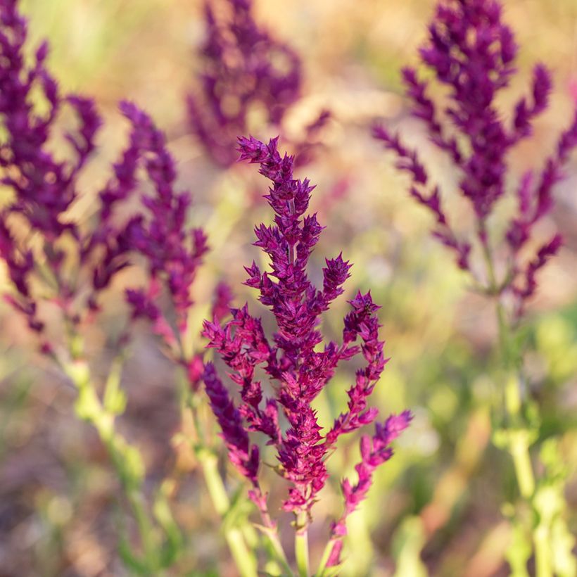 Salvia nemorosa Schwellenburg (Fioritura)