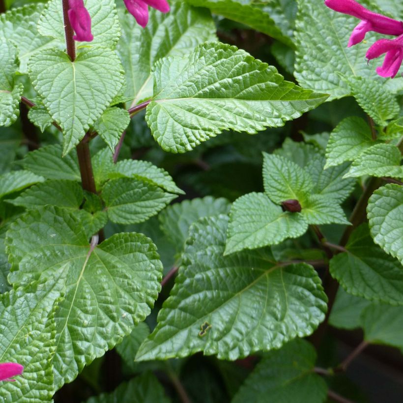 Salvia guaranitica-hybride Rockin' Fuchsia (Fogliame)