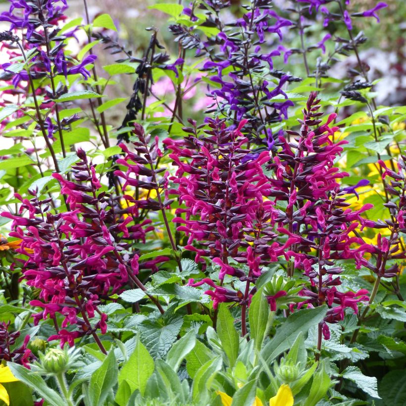 Salvia guaranitica-hybride Rockin' Fuchsia (Porto)