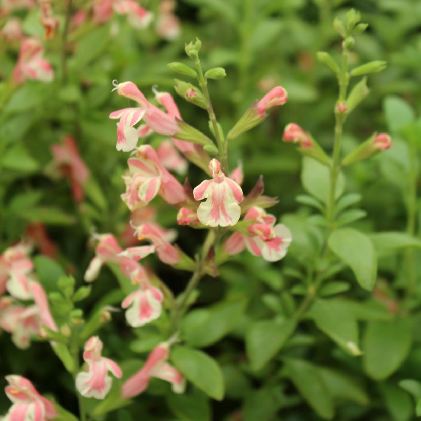 Salvia jamensis Belle de Loire - Salvia arbustiva (Fioritura)