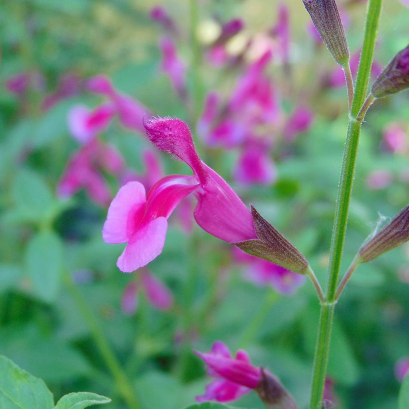 Salvia greggii Icing Sugar (Fioritura)