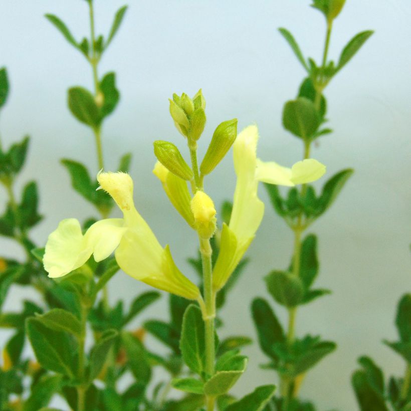 Salvia jamensis Suncrest 'Lemon Light' - Salvia arbustiva (Fioritura)