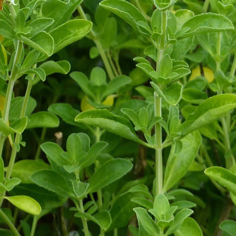 Salvia microphylla Nachtvlinder - Salvia arbustiva (Fogliame)